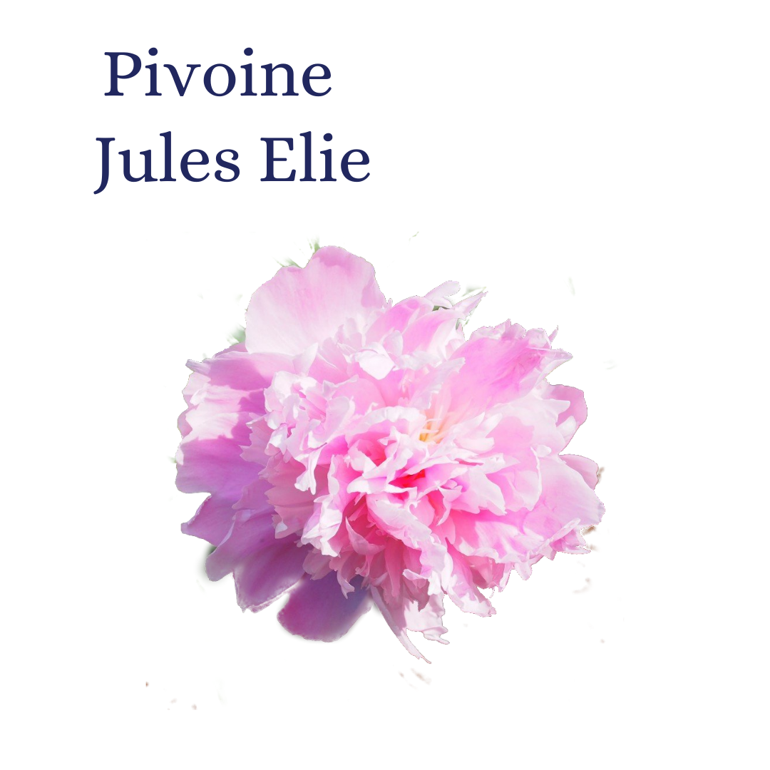 PIVOINE JULES ELIE 20T $$$
